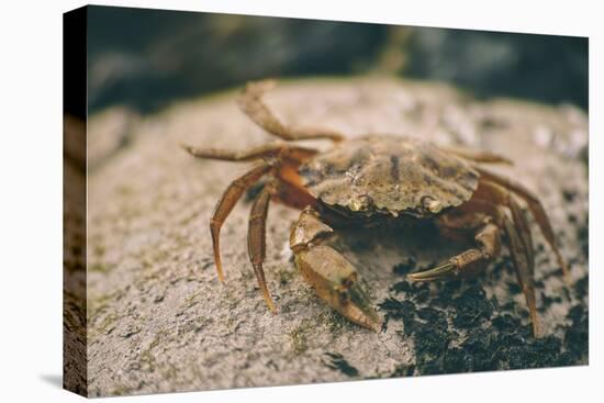 Crab at Seaside-Clive Nolan-Premier Image Canvas