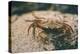 Crab at Seaside-Clive Nolan-Premier Image Canvas