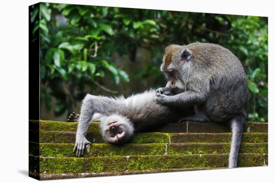 Crab-Eating Macaque (Macaca Fascicularis) Grooming. Bali, Indonesia-Sandesh Kadur-Premier Image Canvas