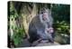 Crab-Eating Macaque (Macaca Fascicularis) Mother with Baby, Monkey Forest, Ubud, Bali, Indonesia-Michael Runkel-Premier Image Canvas