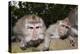 Crab-Eating Macaque or Long-Tailed Macaque (Macaca Fascicularis), Bali, Indonesia-Reinhard Dirscherl-Premier Image Canvas