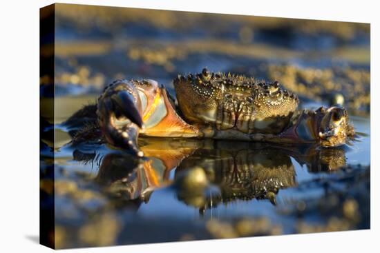 Crab (Eriphia Verrucosa) in Shallow Water, Alentejo, Portugal-Quinta-Premier Image Canvas