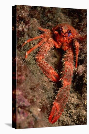 Crab (Galathea Strigosa).-Reinhard Dirscherl-Premier Image Canvas