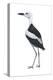 Crab Plover (Dromas Ardeola), Birds-Encyclopaedia Britannica-Stretched Canvas