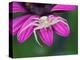 Crab spider sitting on a garden flower, UK-Andy Sands-Premier Image Canvas