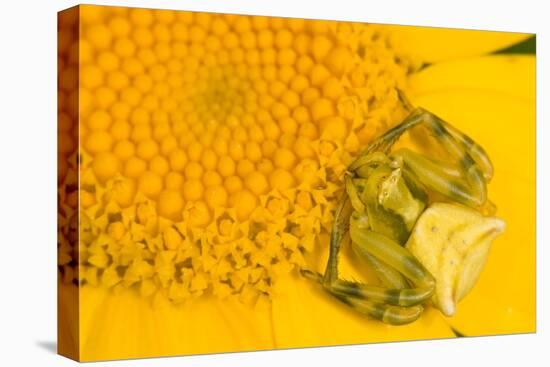 Crab Spider waiting for prey on head of Chrysanthemum, Italy-Paul Harcourt Davies-Premier Image Canvas