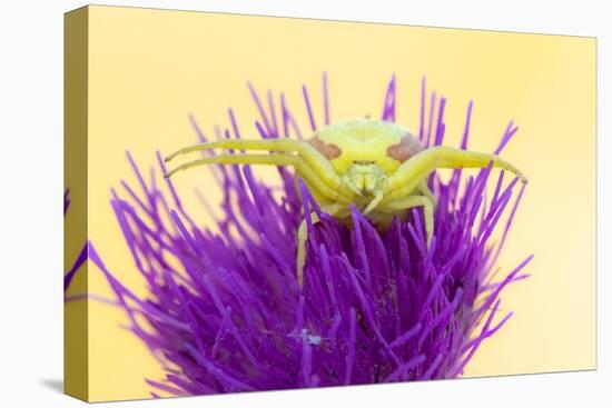 Crab spider waiting for prey on Meadow thistle, UK-Ross Hoddinott-Premier Image Canvas