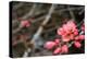 Crabapple Tree blossoms-Savanah Plank-Stretched Canvas