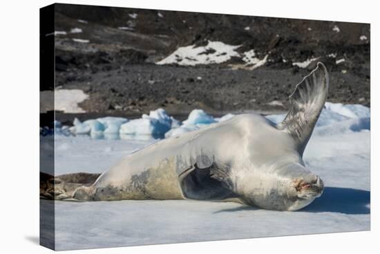 Crabeater Seal (Lobodon carcinophaga) (carcinophagus) lies on its back on an ice floe in Hope Bay, -Michael Runkel-Premier Image Canvas