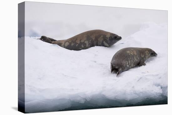 Crabeater seal (Lobodon carcinophaga) on the ice, Wilhelmina Bay, Antarctica, Polar Regions-Sergio Pitamitz-Premier Image Canvas