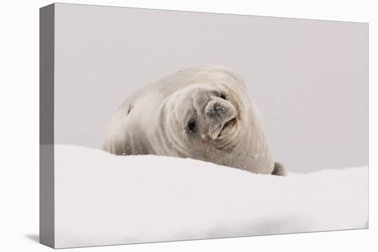 Crabeater seal (Lobodon carcinophaga), Portal Point, Antarctica, Polar Regions-Sergio Pitamitz-Premier Image Canvas