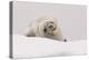 Crabeater seal (Lobodon carcinophaga), Portal Point, Antarctica, Polar Regions-Sergio Pitamitz-Premier Image Canvas