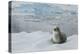 Crabeater Seal on Ice-Joe McDonald-Premier Image Canvas