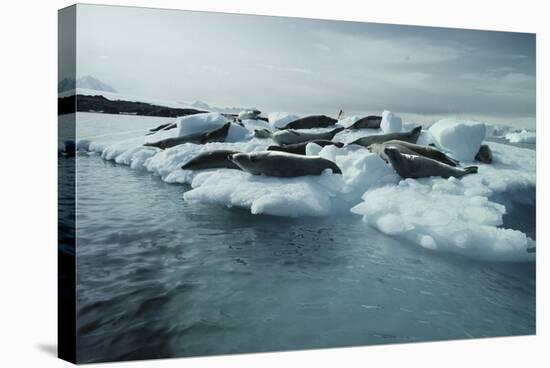 Crabeater Seals-Doug Allan-Premier Image Canvas