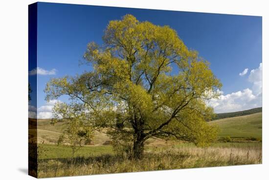 Crack Willow (Salix Fragilis)-Bob Gibbons-Premier Image Canvas