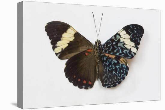 Cracker Butterfly or the Arinome Cracker, Comparison of Wings-Darrell Gulin-Premier Image Canvas