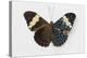 Cracker Butterfly or the Arinome Cracker, Comparison of Wings-Darrell Gulin-Premier Image Canvas