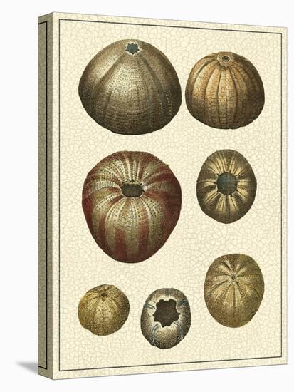 Crackled Antique Shells III-Denis Diderot-Stretched Canvas