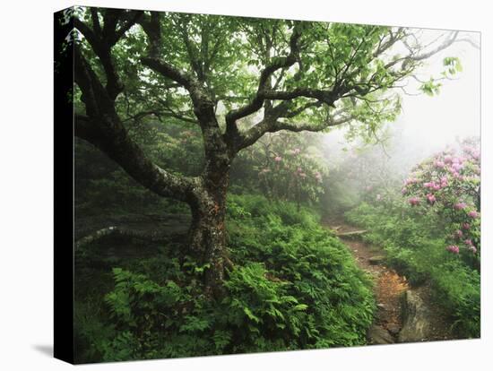 Craggy Gardens, Pisgah National Forest, North Carolina, USA-Adam Jones-Premier Image Canvas