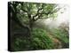 Craggy Gardens, Pisgah National Forest, North Carolina, USA-Adam Jones-Premier Image Canvas