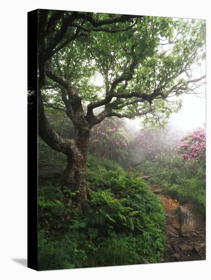 Craggy Gardens, Pisgah National Forest, North Carolina, USA-Adam Jones-Premier Image Canvas