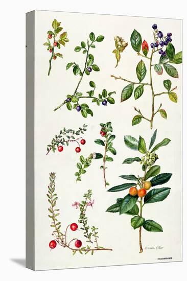 Cranberry and Other Berries-Elizabeth Rice-Premier Image Canvas