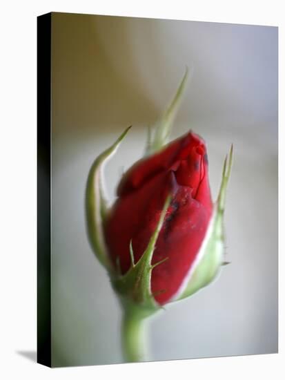 Cranberry Rosebud-Nicole Katano-Stretched Canvas