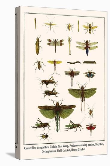 Crane Flies, Dragonflies, Caddis Flies, Wasp, Predaceous Diving Beetles, Mayflies, etc.-Albertus Seba-Stretched Canvas