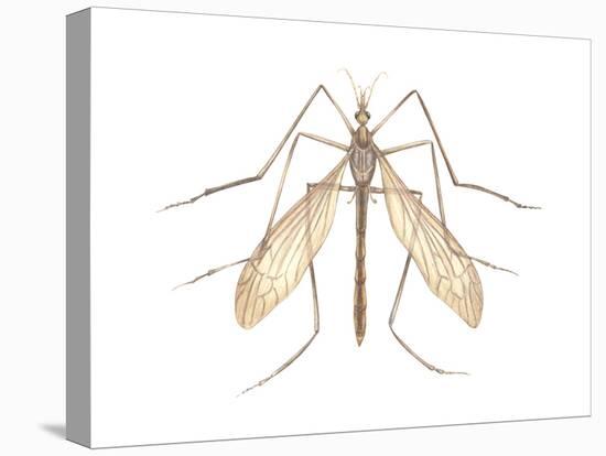 Crane Fly (Tipula Trivittata), Insects-Encyclopaedia Britannica-Stretched Canvas