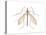 Crane Fly (Tipula Trivittata), Insects-Encyclopaedia Britannica-Stretched Canvas