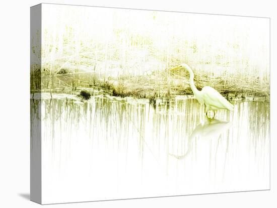 Crane Standing in Shallow Waters-Jan Lakey-Premier Image Canvas