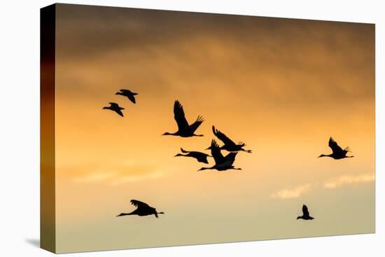 Cranes and Geese Flying, Bosque Del Apache National Wildlife Refuge, New Mexico-Maresa Pryor-Premier Image Canvas