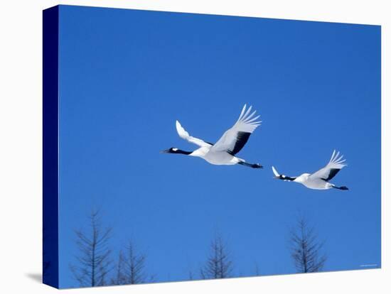 Cranes Flying in the Blue Sky, Hokkaido, Japan-null-Premier Image Canvas