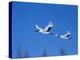 Cranes Flying in the Blue Sky, Hokkaido, Japan-null-Premier Image Canvas