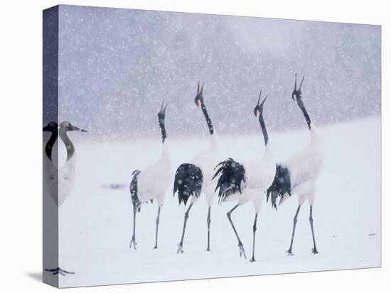 Cranes in the Tsurui Bird Sanctuary, Hokkaido, Japan-null-Premier Image Canvas