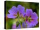 Cranesbill Geranium-Magda Indigo-Premier Image Canvas