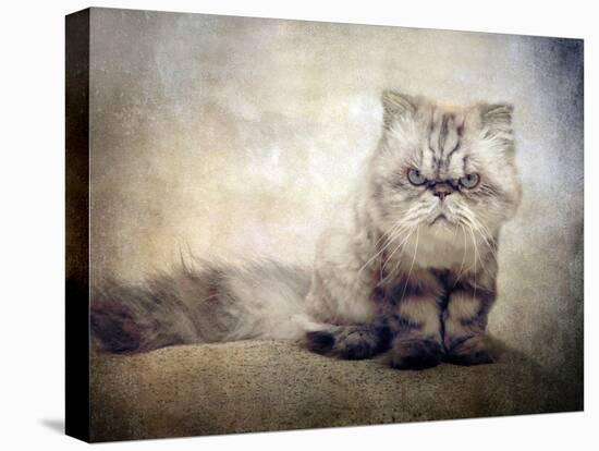 Cranky Cat-Jessica Jenney-Premier Image Canvas