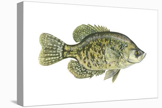 Crappie (Pomoxis Nigro-Maculatus), Fishes-Encyclopaedia Britannica-Stretched Canvas