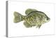 Crappie (Pomoxis Nigro-Maculatus), Fishes-Encyclopaedia Britannica-Stretched Canvas