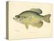 Crappie-null-Premier Image Canvas