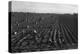 Crating Carrots-Dorothea Lange-Stretched Canvas