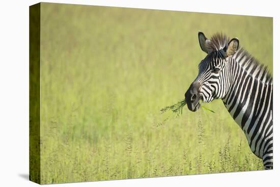 Crawshays Zebra (Equus Quagga Crawshayi), South Luangwa National Park, Zambia, Africa-Janette Hill-Premier Image Canvas