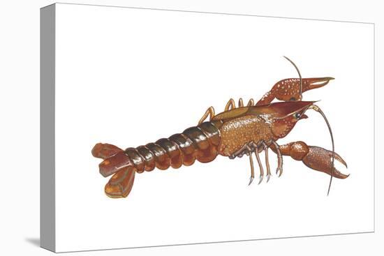 Crayfish (Cambarus Bartonii), Crustaceans-Encyclopaedia Britannica-Stretched Canvas