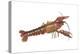 Crayfish (Cambarus Bartonii), Crustaceans-Encyclopaedia Britannica-Stretched Canvas