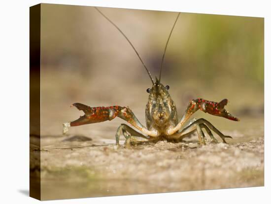 Crayfish (Cambarus Sp.) Defense Posture, Kendall Co., Texas, Usa-Larry Ditto-Premier Image Canvas