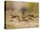 Crayfish (Cambarus Sp.) Defense Posture, Kendall Co., Texas, Usa-Larry Ditto-Premier Image Canvas