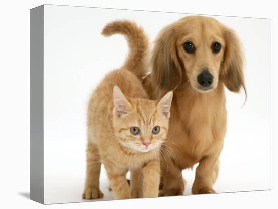 Cream Kitten with Cream Dapple Dachshund Puppy-Jane Burton-Premier Image Canvas