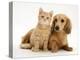 Cream Kitten with Cream Dapple Dachshund Puppy-Jane Burton-Premier Image Canvas