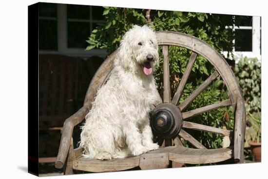 Cream Labradoodle Sitting on Wooden Chair-null-Premier Image Canvas