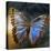 Creative Image of a Mounted Exotic Butterfly-Clive Nolan-Premier Image Canvas